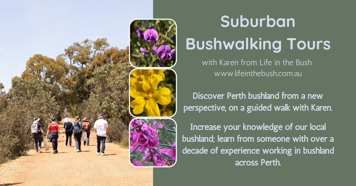 Late afternoon 1hr Bushwalk Tour - Craigie Bushland